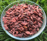 Kustovnice čínská - GOJI